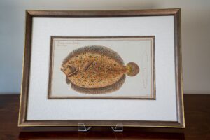 Bloch - "Argus Flounder" - Plate #48 - Circa 1785-1786