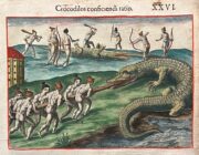 Rare Original 16th Century Engraving of Timucuan Indians Hunting Alligators By Theodor de Bry
